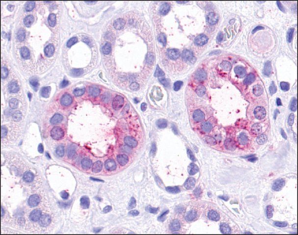 Anti-TAAR9 antibody produced in rabbit