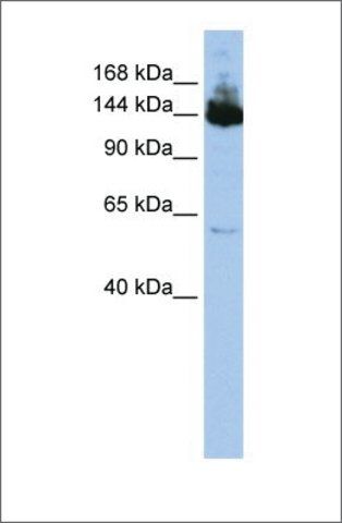 Anti-SYMPK (ab2) antibody produced in rabbit