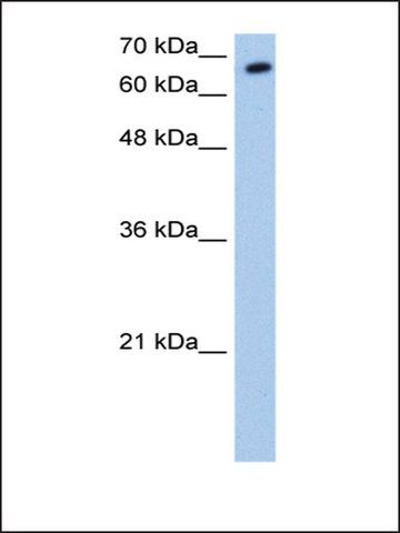 Anti-SYVN1 (AB1) antibody produced in rabbit