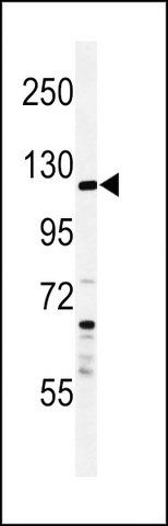 ANTI-SYTL2 (CENTER) antibody produced in rabbit