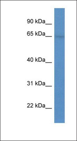 Anti-SYTL1 antibody produced in rabbit