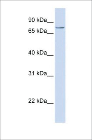 Anti-SYDE1 (ab1) antibody produced in rabbit