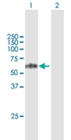 Anti-TCN1 antibody produced in mouse