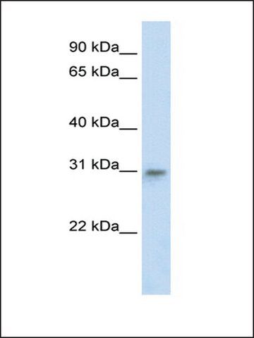 Anti-TFAM (AB2) antibody produced in rabbit