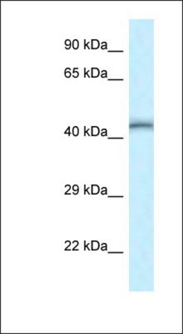 Anti-TEAD4 antibody produced in rabbit