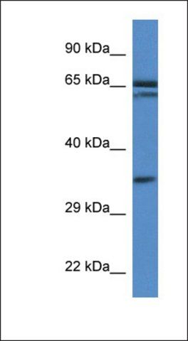 Anti-TERF2IP antibody produced in rabbit