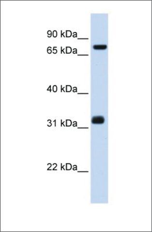 Anti-TCP10 antibody produced in rabbit