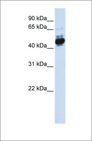 Anti-TFAP2B antibody produced in rabbit