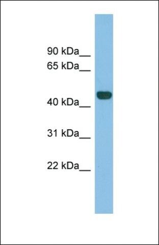 Anti-TFB2M antibody produced in rabbit