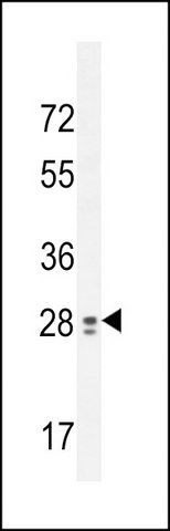 ANTI-TEX13B (C-TERM) antibody produced in rabbit