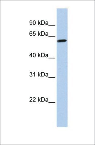 Anti-TEKT4 (ab1) antibody produced in rabbit