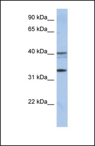 Anti-TEX264 antibody produced in rabbit