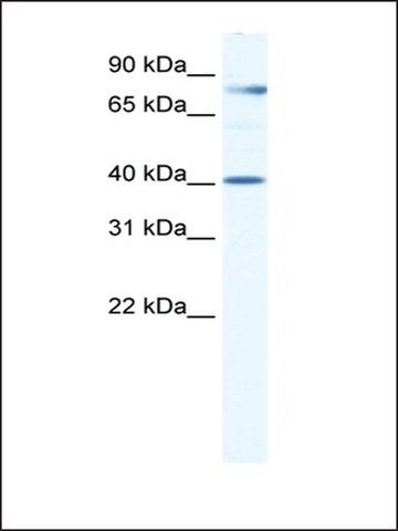 Anti-TEAD3 (AB1) antibody produced in rabbit