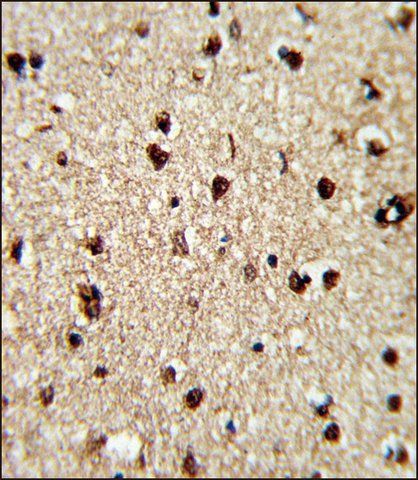 ANTI-TECPR1 (C-TERM) antibody produced in rabbit