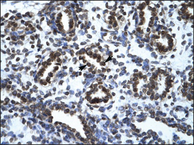 Anti-TGFB1I1 antibody produced in rabbit