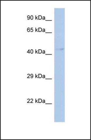 Anti-TFDP3 antibody produced in rabbit