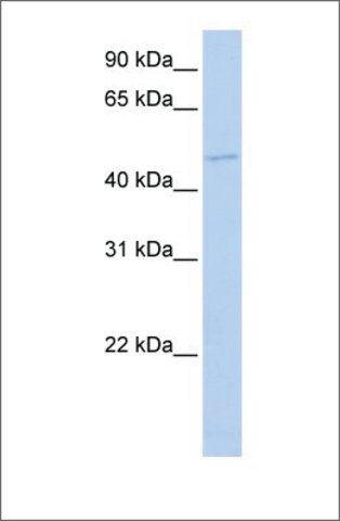 Anti-TGIF1 antibody produced in rabbit