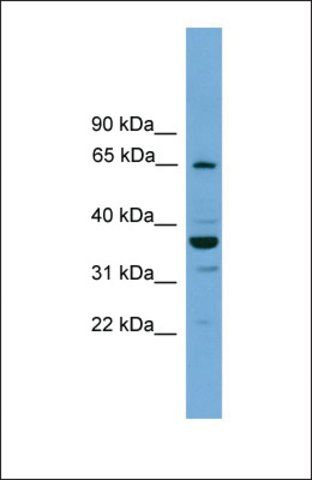 Anti-TH1L, (N-terminal) antibody produced in rabbit