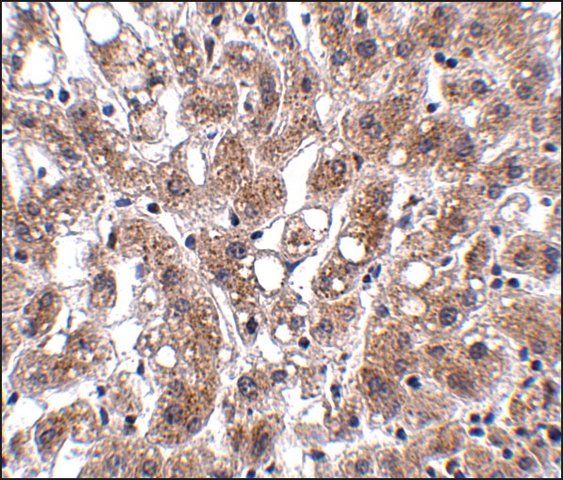 Anti-THEM4 antibody produced in rabbit