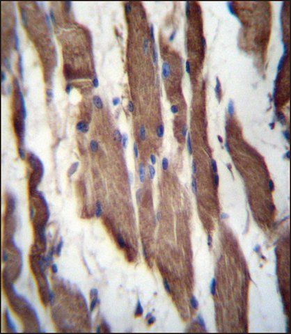 ANTI-TGFBRAP1 (C-TERM) antibody produced in rabbit