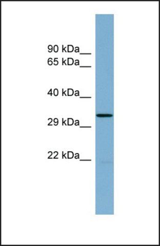 Anti-THG1L antibody produced in rabbit