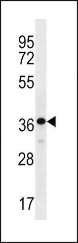 ANTI-THAP8 (CENTER) antibody produced in rabbit