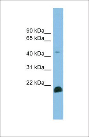 Anti-TGFB2 antibody produced in rabbit