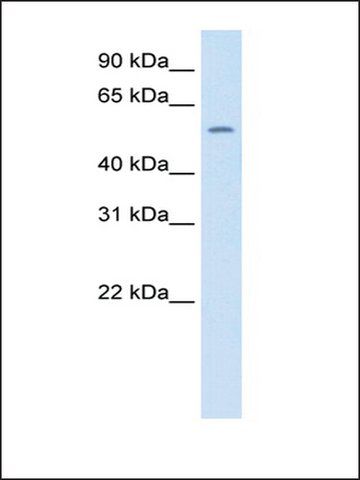 Anti-THRB antibody produced in rabbit