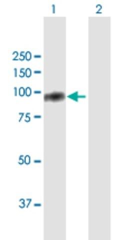 Anti-TIAM2 antibody produced in mouse