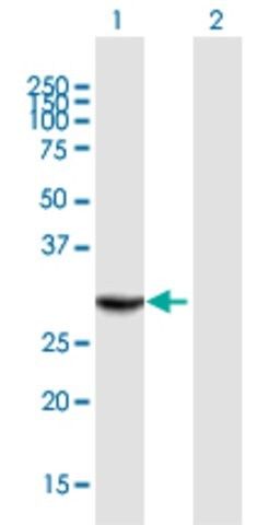 Anti-THAP1 antibody produced in mouse