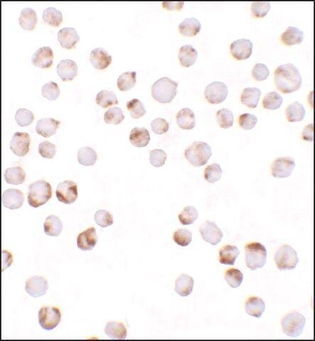 Anti-TIAF antibody produced in rabbit