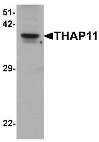 Anti-THAP11 antibody produced in rabbit