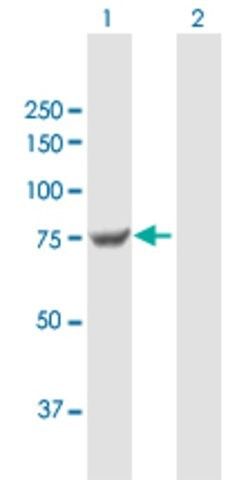 Anti-TGM7 antibody produced in mouse