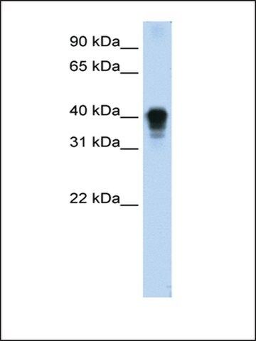 Anti-TIA1 antibody produced in rabbit