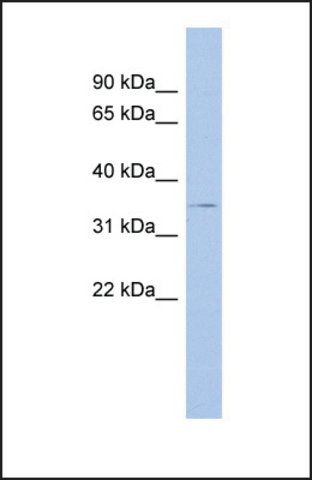 Anti-THPO antibody produced in rabbit