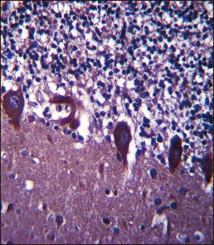 ANTI-TLE6 (N-TERM ) antibody produced in rabbit