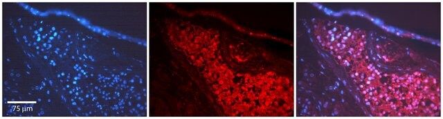 Anti-TH, (N-terminal) antibody produced in rabbit