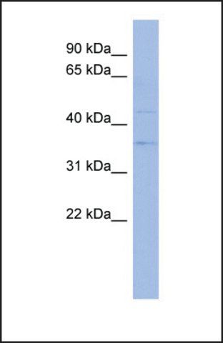 Anti-THOC3 antibody produced in rabbit