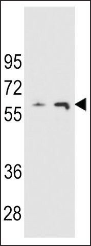 ANTI-THUM3 (CENTER) antibody produced in rabbit