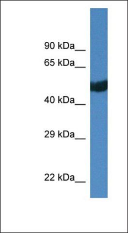 Anti-THRA antibody produced in rabbit