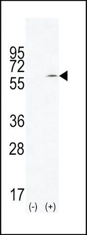 ANTI-TIEG (CENTER) antibody produced in rabbit