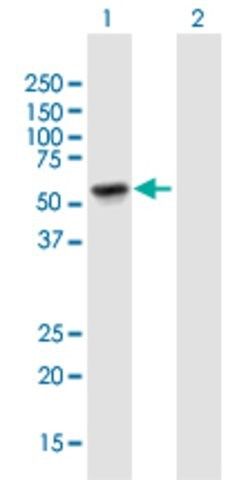 Anti-TINAGL1 antibody produced in mouse