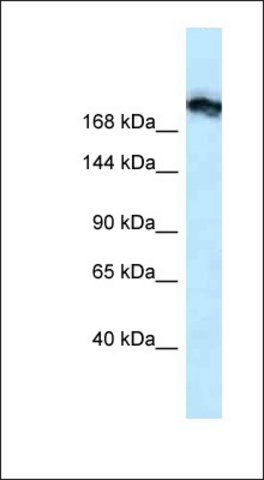 Anti-TJP1 antibody produced in rabbit