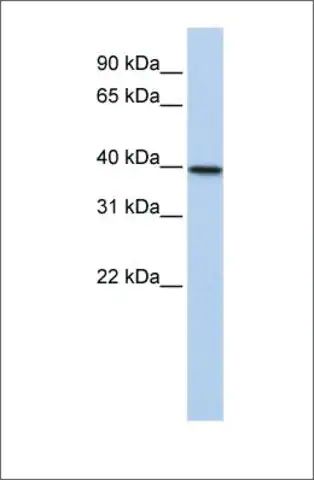 Anti-TIA1 antibody produced in rabbit