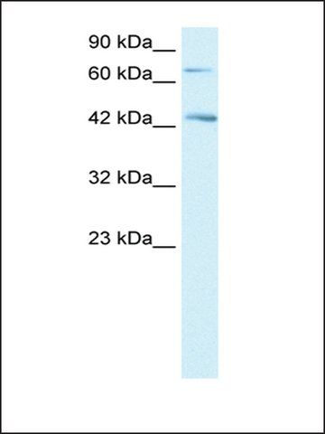 Anti-SEMA4A antibody produced in rabbit