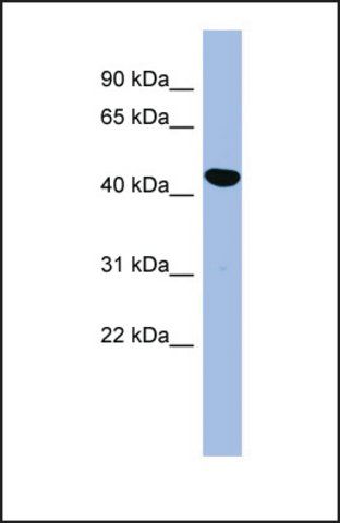 Anti-SERPINE2 antibody produced in rabbit