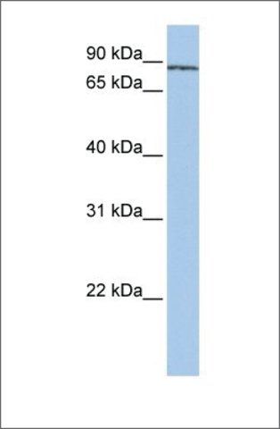 Anti-SF3A1 antibody produced in rabbit