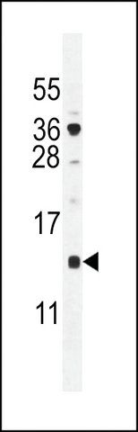 ANTI-SFT2D2(N-TERMINAL) antibody produced in rabbit