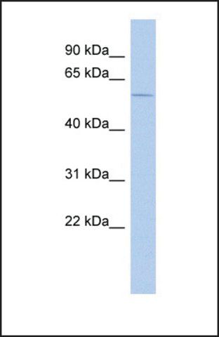 Anti-SFRS4 antibody produced in rabbit