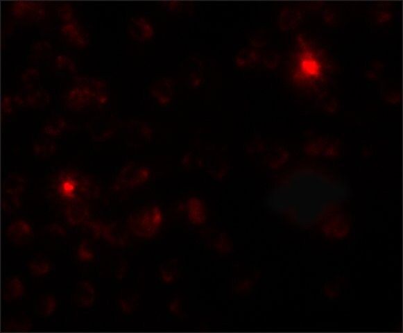 Anti-SGSM3 antibody produced in rabbit